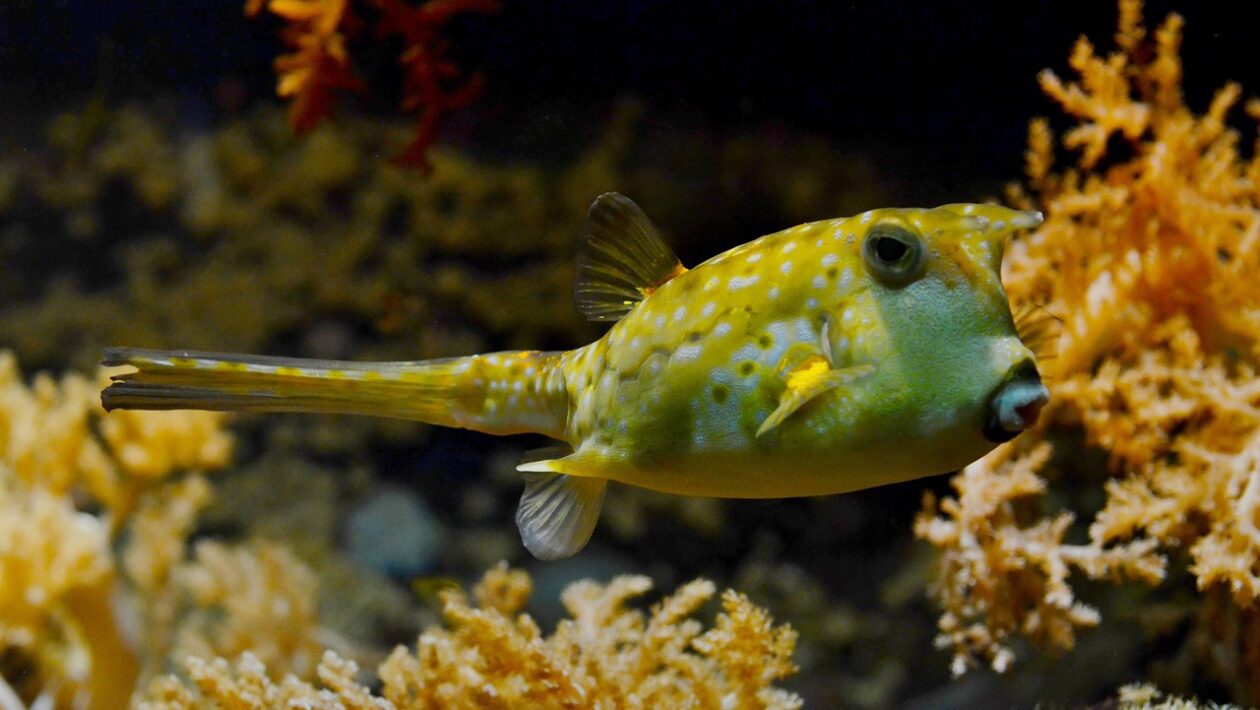 Das Foto zeigt in einer Unterwasseraufnahme im Meer einen gelben Kugelfisch.